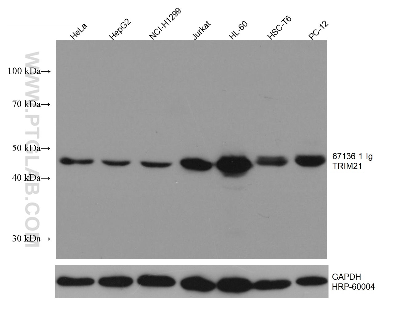 Western Blot (WB) analysis of various lysates using TRIM21 Monoclonal antibody (67136-1-Ig)