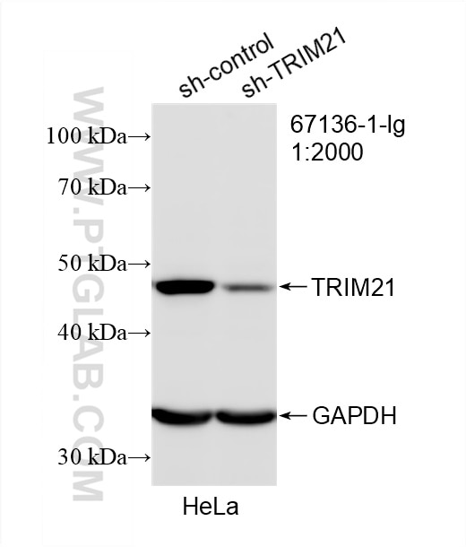 Western Blot (WB) analysis of HeLa cells using TRIM21 Monoclonal antibody (67136-1-Ig)