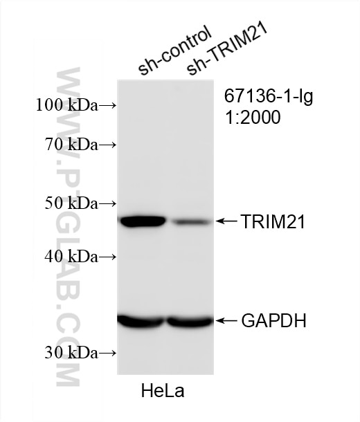 WB analysis of HeLa using 67136-1-Ig