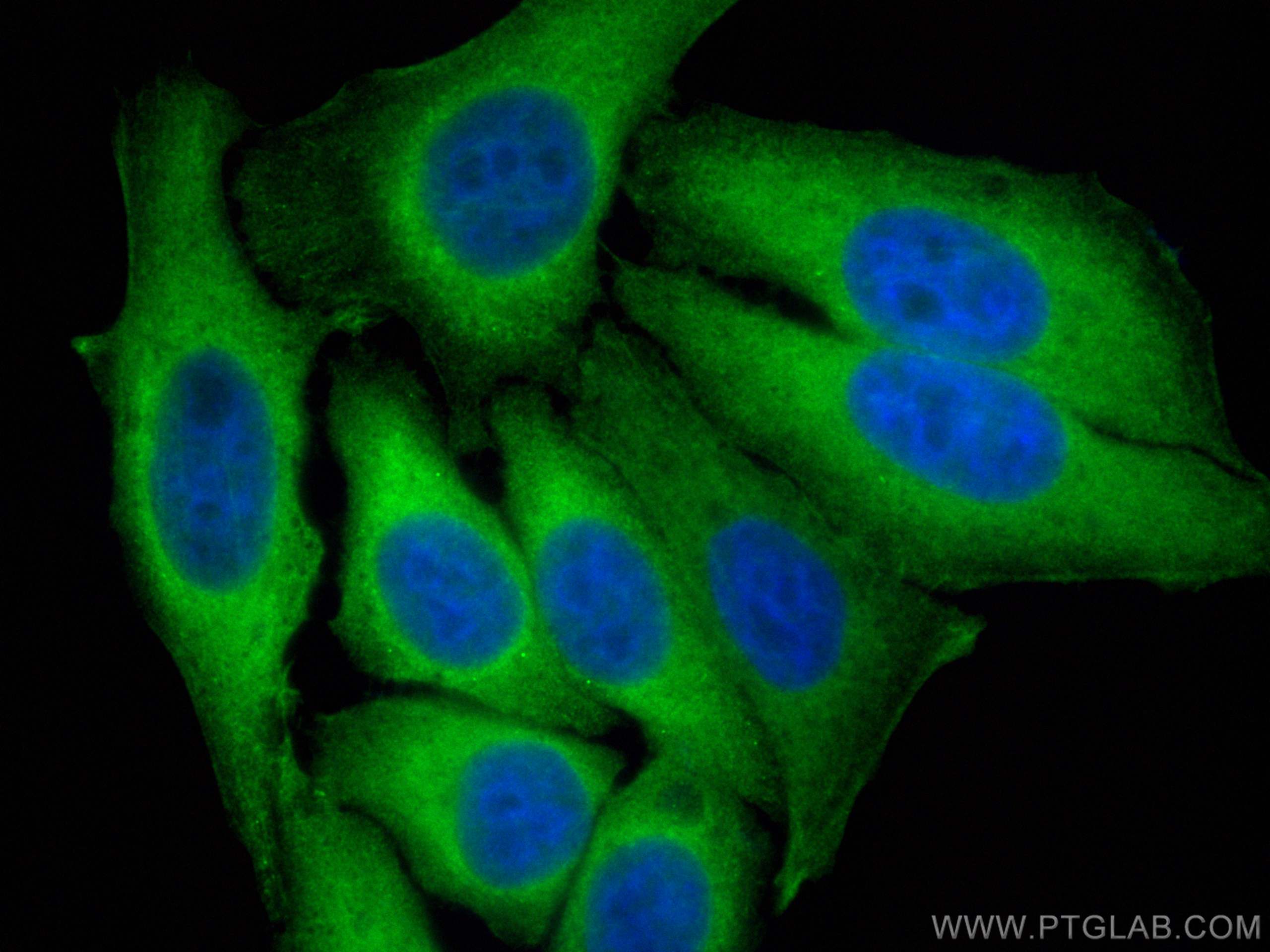 Immunofluorescence (IF) / fluorescent staining of HepG2 cells using CoraLite® Plus 488-conjugated TRIM21 Polyclonal an (CL488-12108)