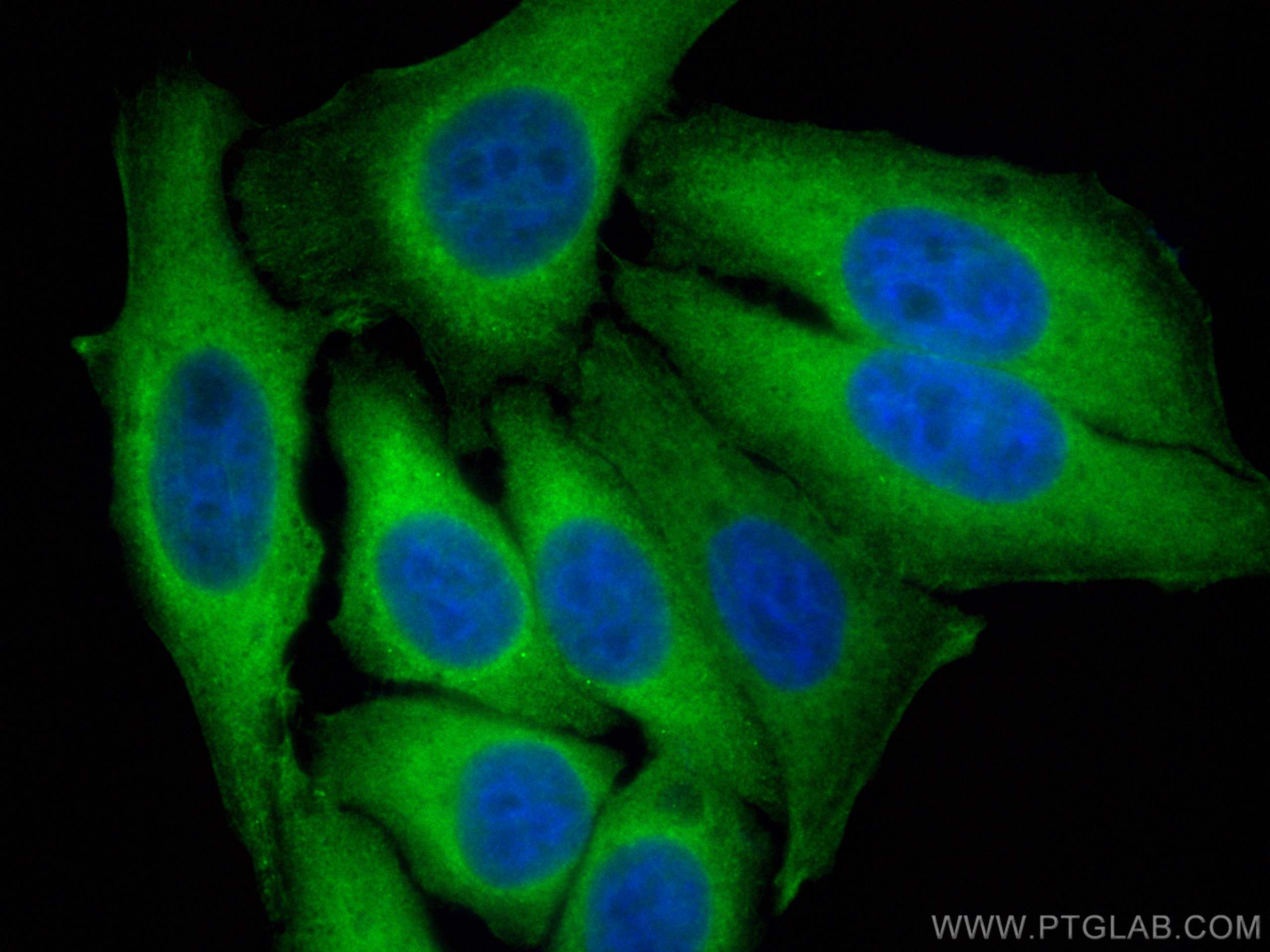 IF Staining of HepG2 using CL488-12108