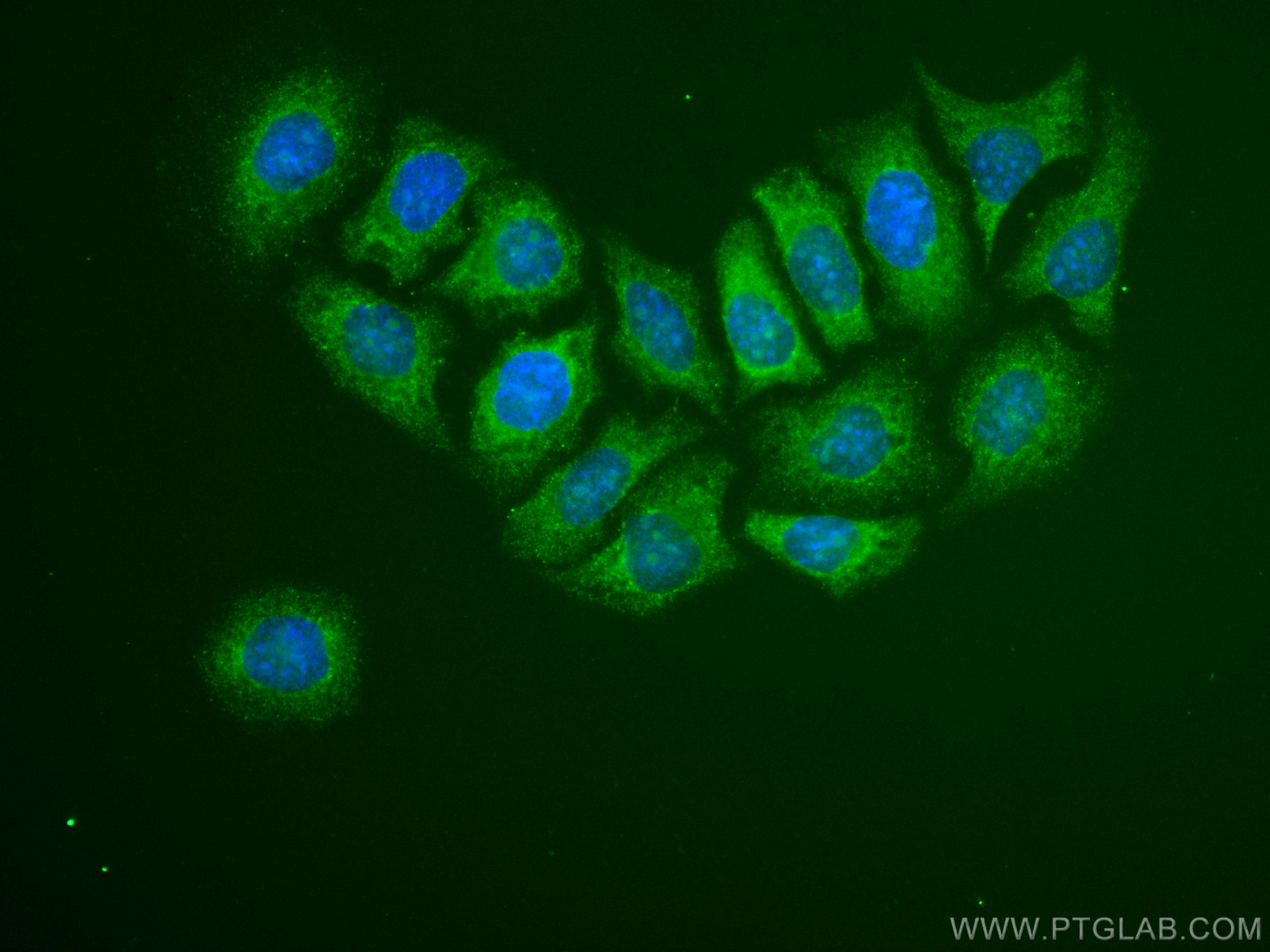 IF Staining of HepG2 using CL488-67136
