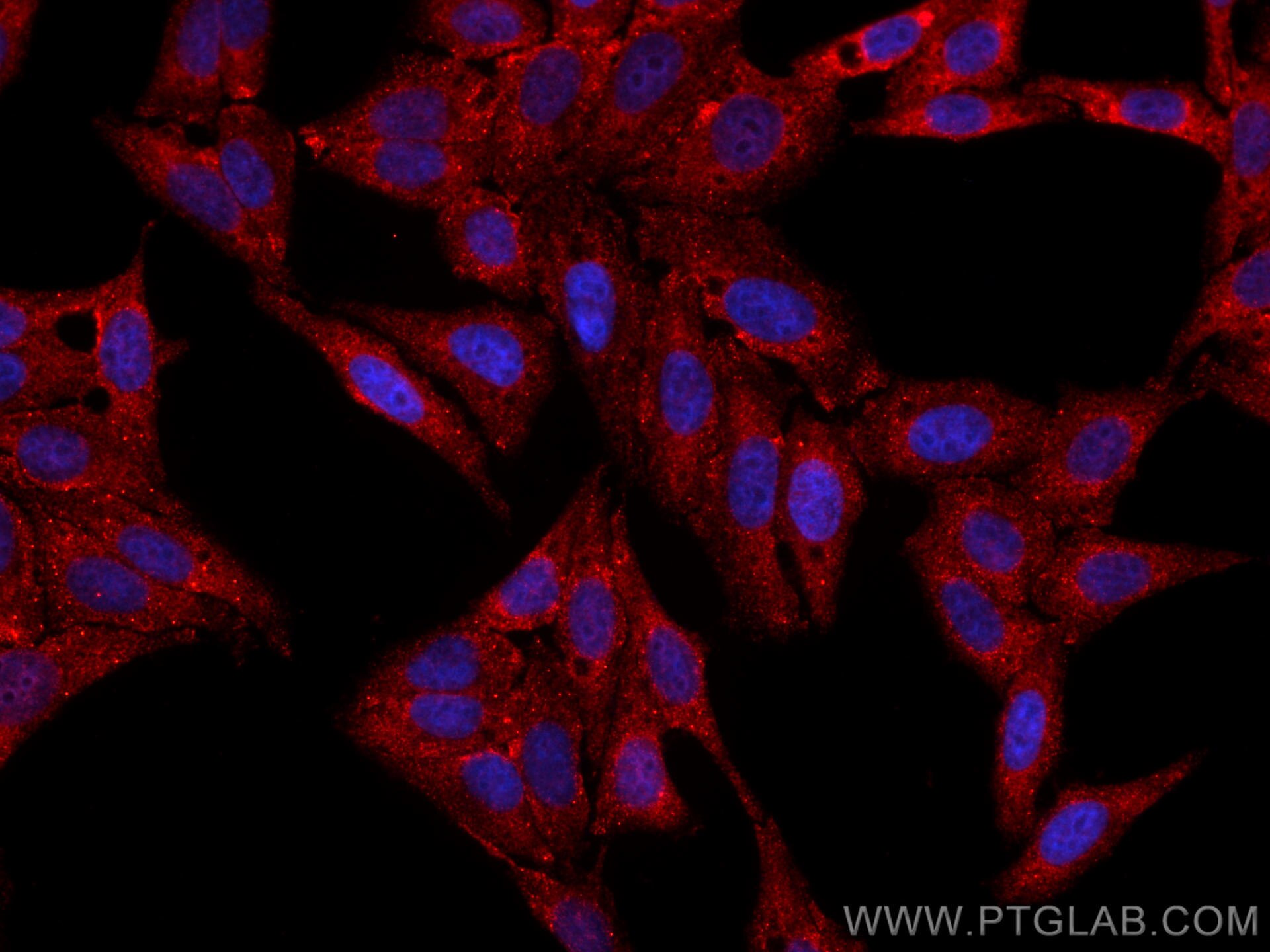 Immunofluorescence (IF) / fluorescent staining of HepG2 cells using CoraLite®594-conjugated TRIM21 Monoclonal antibody (CL594-67136)
