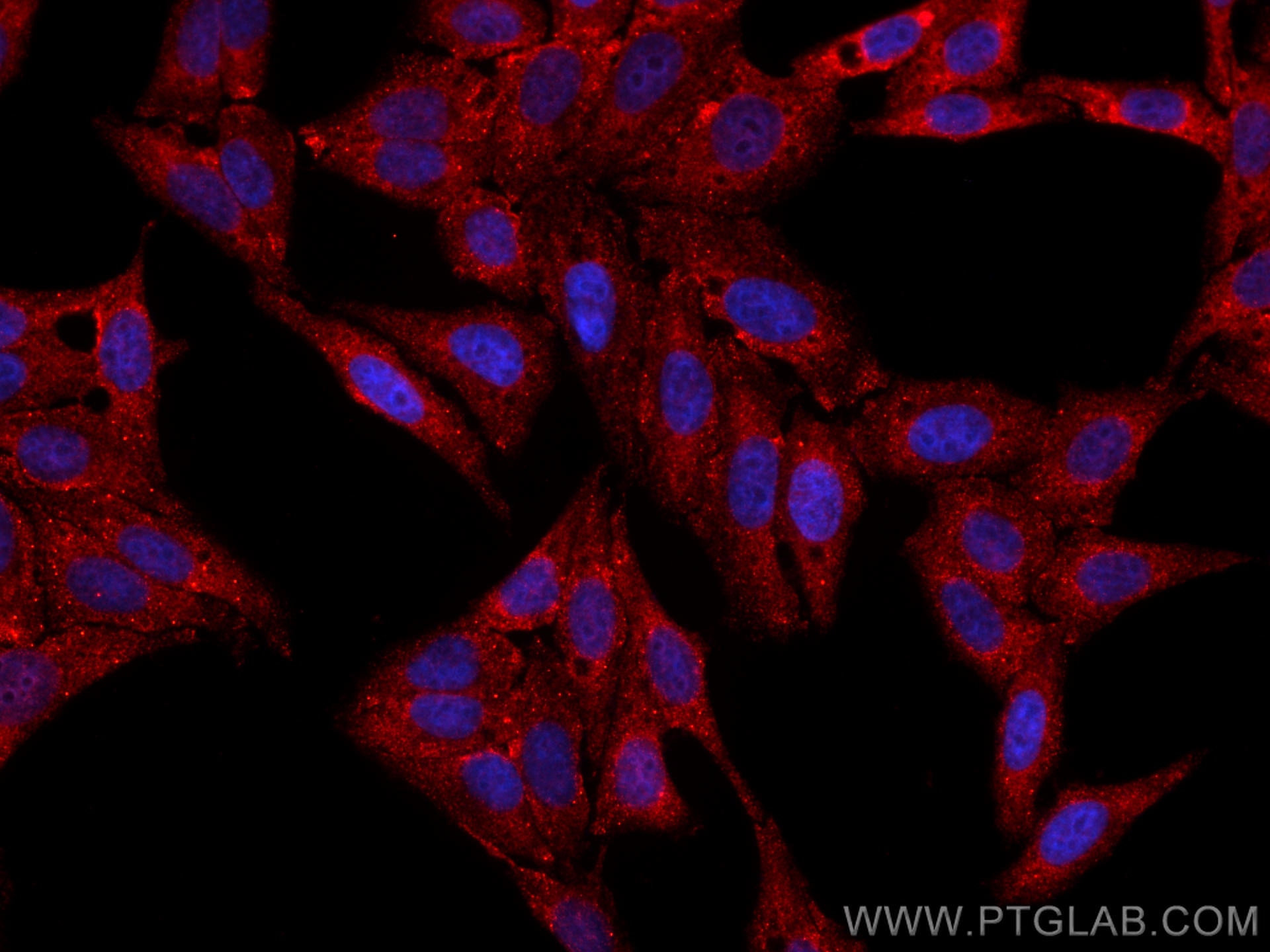 IF Staining of HepG2 using CL594-67136