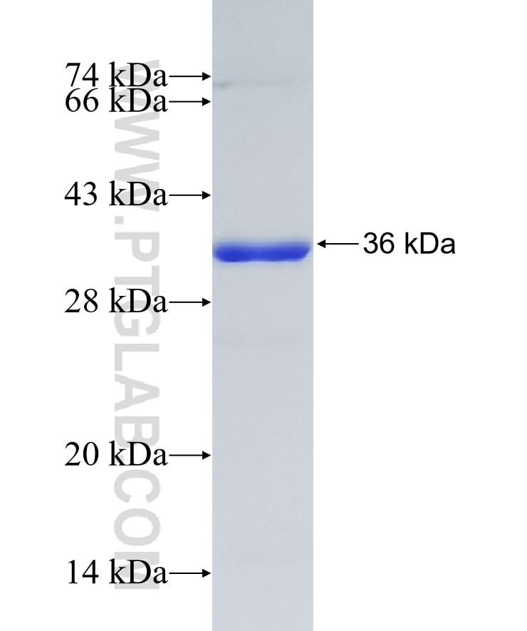 TRIM21 fusion protein Ag28377 SDS-PAGE