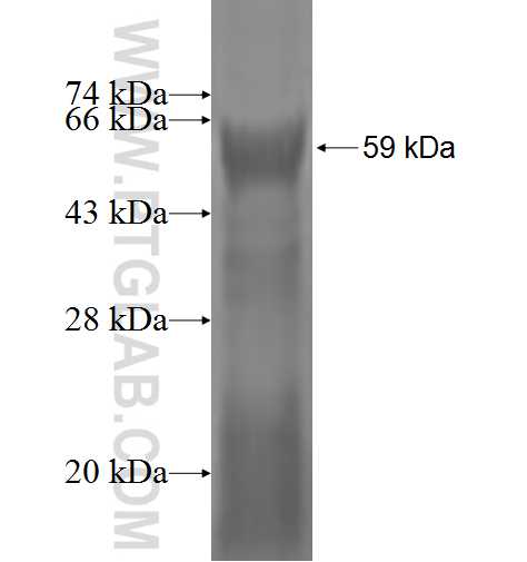 TRIM21 fusion protein Ag2753 SDS-PAGE