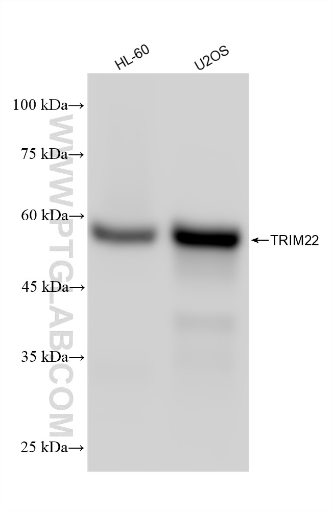 Western Blot (WB) analysis of various lysates using TRIM22 Recombinant antibody (83479-4-RR)