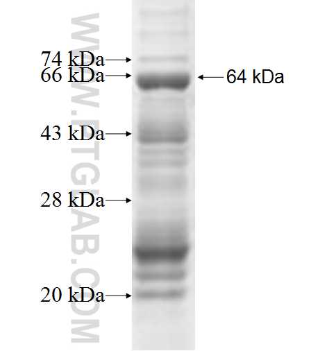 TRIM22 fusion protein Ag4683 SDS-PAGE