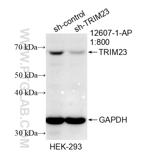 Western Blot (WB) analysis of HEK-293 cells using TRIM23 Polyclonal antibody (12607-1-AP)