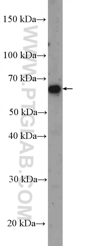 Western Blot (WB) analysis of HEK-293 cells using TRIM23 Polyclonal antibody (12607-1-AP)