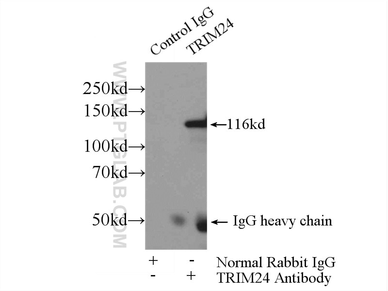 Immunoprecipitation (IP) experiment of MCF-7 cells using TRIM24 Polyclonal antibody (14208-1-AP)