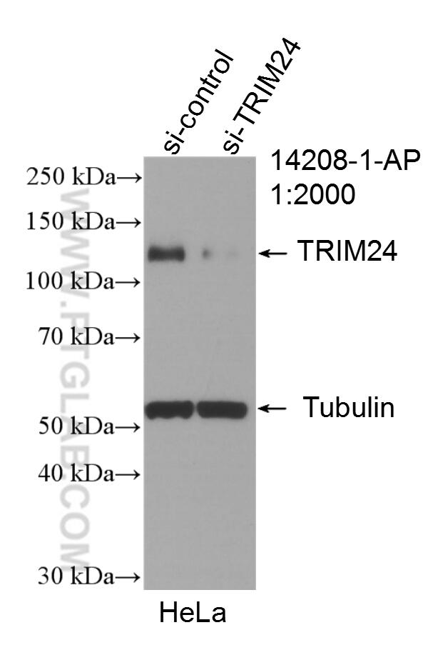WB analysis of HeLa using 14208-1-AP