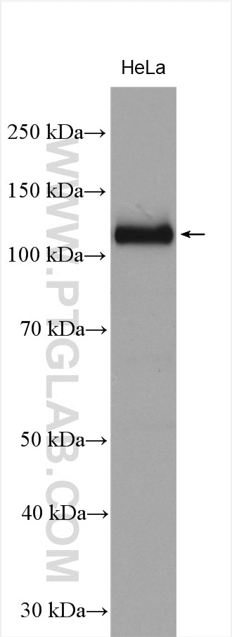 Western Blot (WB) analysis of various lysates using TRIM24 Polyclonal antibody (14208-1-AP)