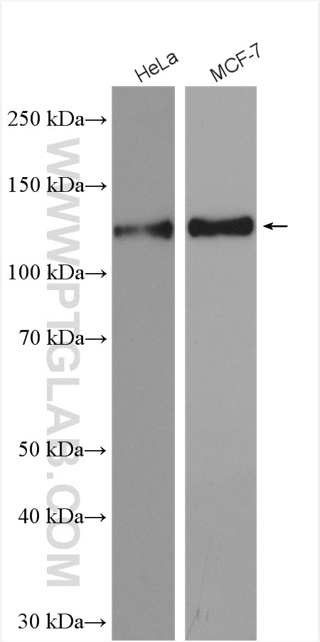 Western Blot (WB) analysis of various lysates using TRIM24 Polyclonal antibody (14208-1-AP)