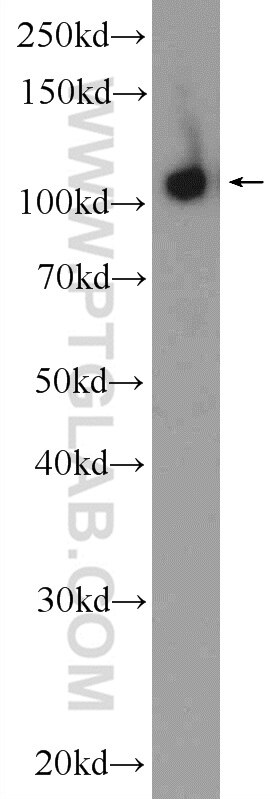 Western Blot (WB) analysis of BGC-823 cells using TRIM24 Polyclonal antibody (14208-1-AP)