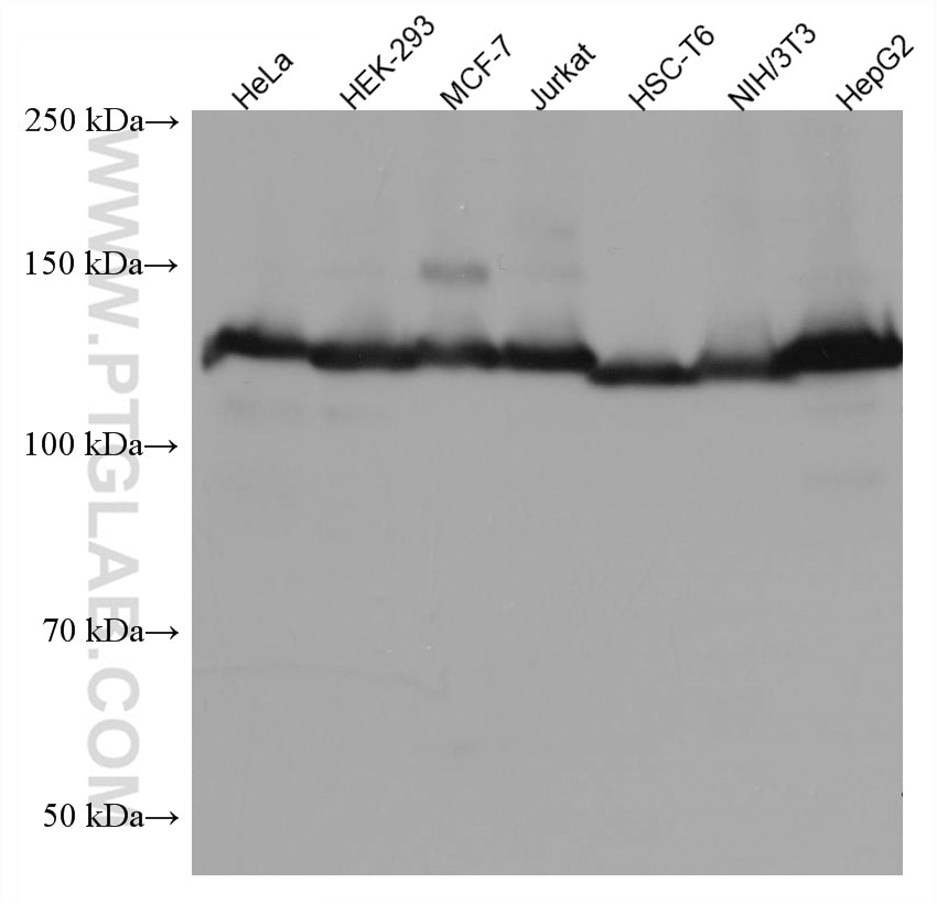 Western Blot (WB) analysis of various lysates using TRIM24 Monoclonal antibody (66324-1-Ig)