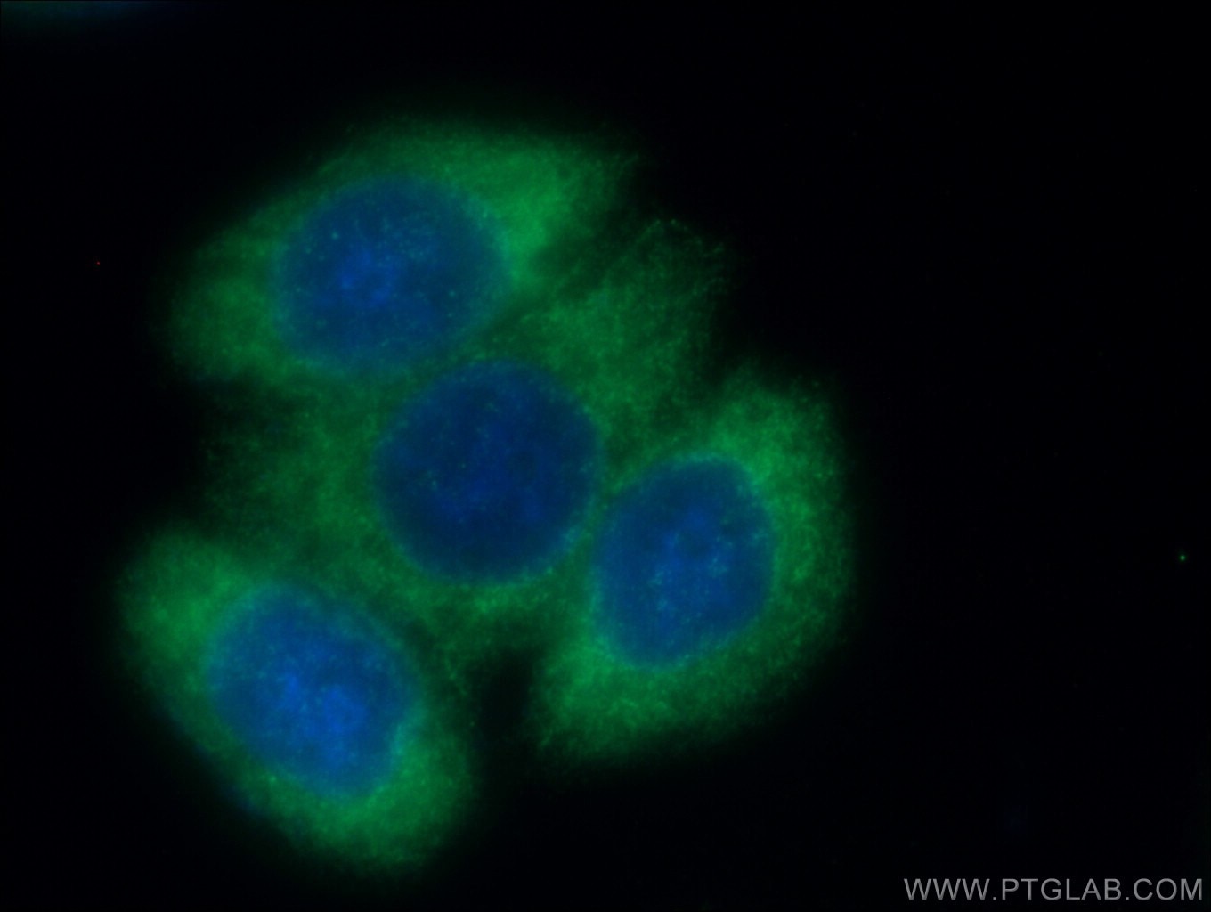 Immunofluorescence (IF) / fluorescent staining of HeLa cells using TRIM25 Polyclonal antibody (12573-1-AP)