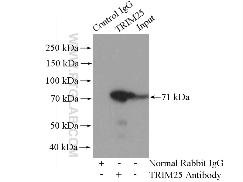 Immunoprecipitation (IP) experiment of K-562 cells using TRIM25 Polyclonal antibody (12573-1-AP)