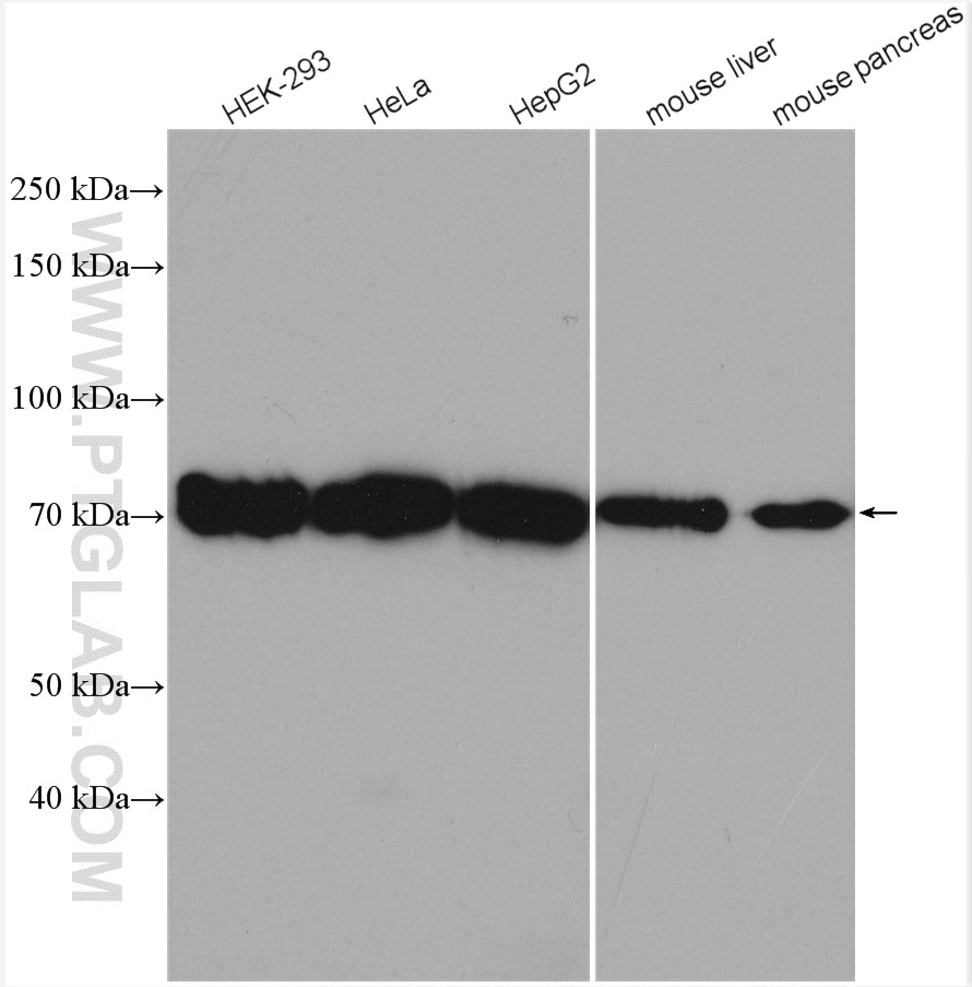 Western Blot (WB) analysis of various lysates using TRIM25 Polyclonal antibody (12573-1-AP)