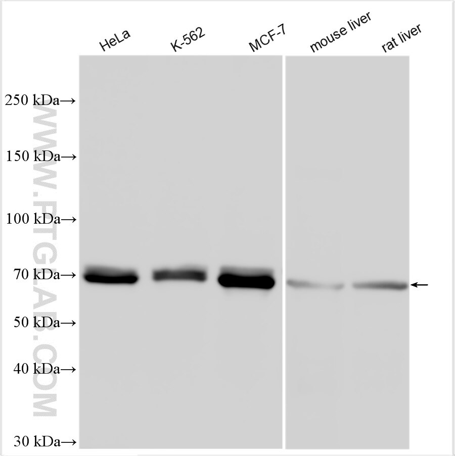 Western Blot (WB) analysis of various lysates using TRIM25 Polyclonal antibody (12573-1-AP)