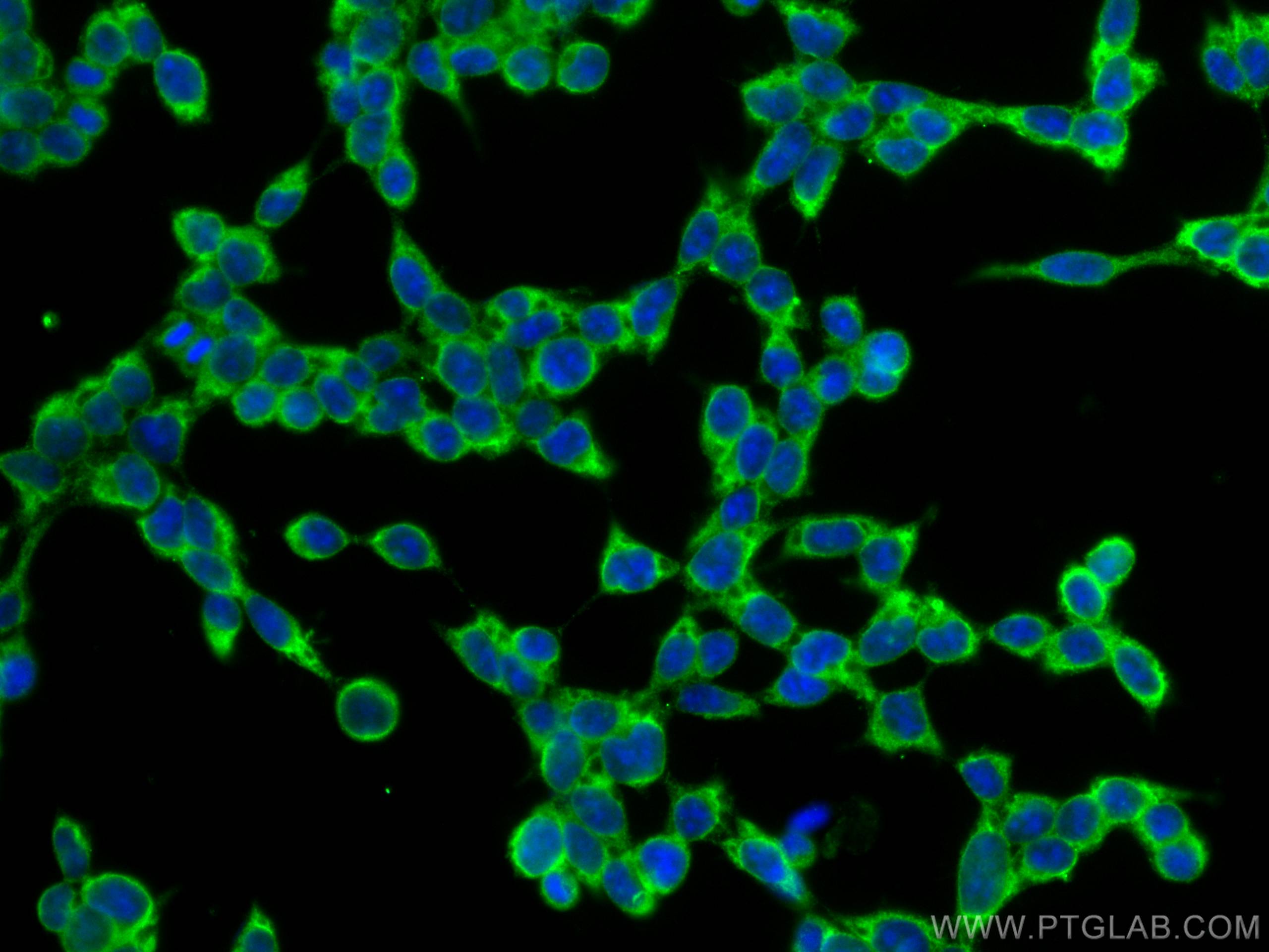 Immunofluorescence (IF) / fluorescent staining of HEK-293T cells using TRIM25 Monoclonal antibody (67314-1-Ig)