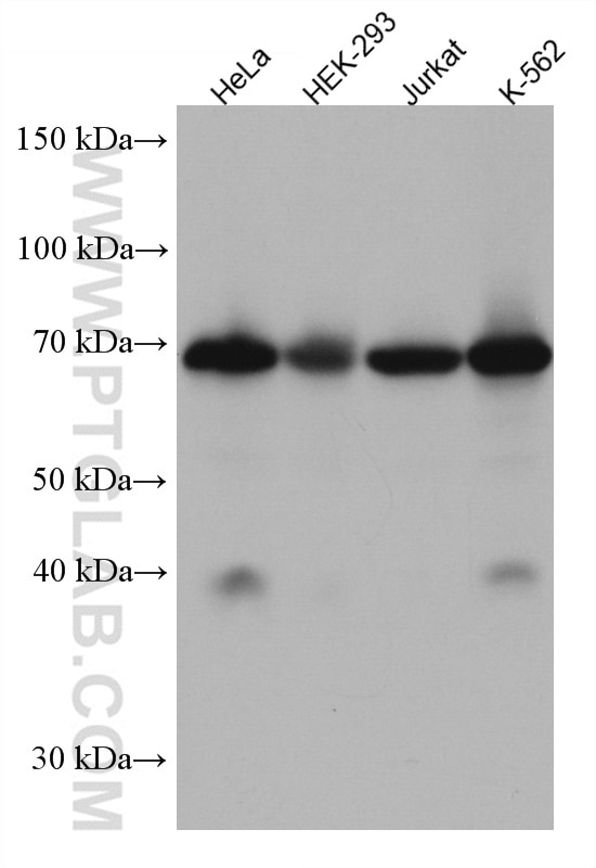 Western Blot (WB) analysis of HeLa cells using TRIM25 Monoclonal antibody (67314-1-Ig)
