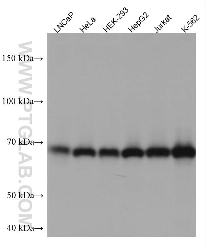 Western Blot (WB) analysis of various lysates using TRIM25 Monoclonal antibody (67314-1-Ig)