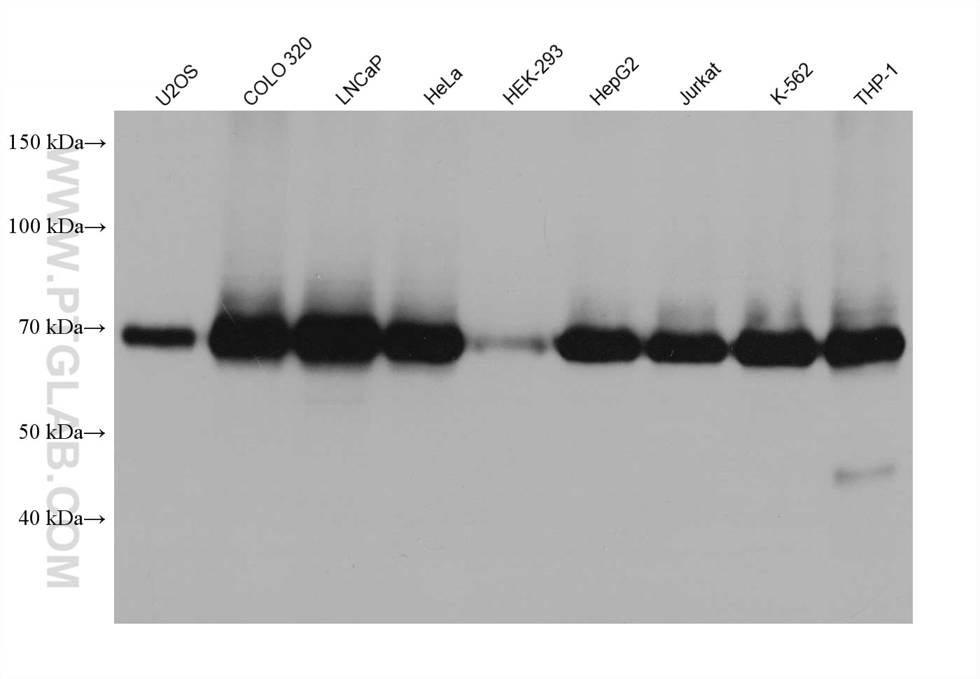 Western Blot (WB) analysis of U2OS cells using TRIM25 Monoclonal antibody (67314-1-Ig)