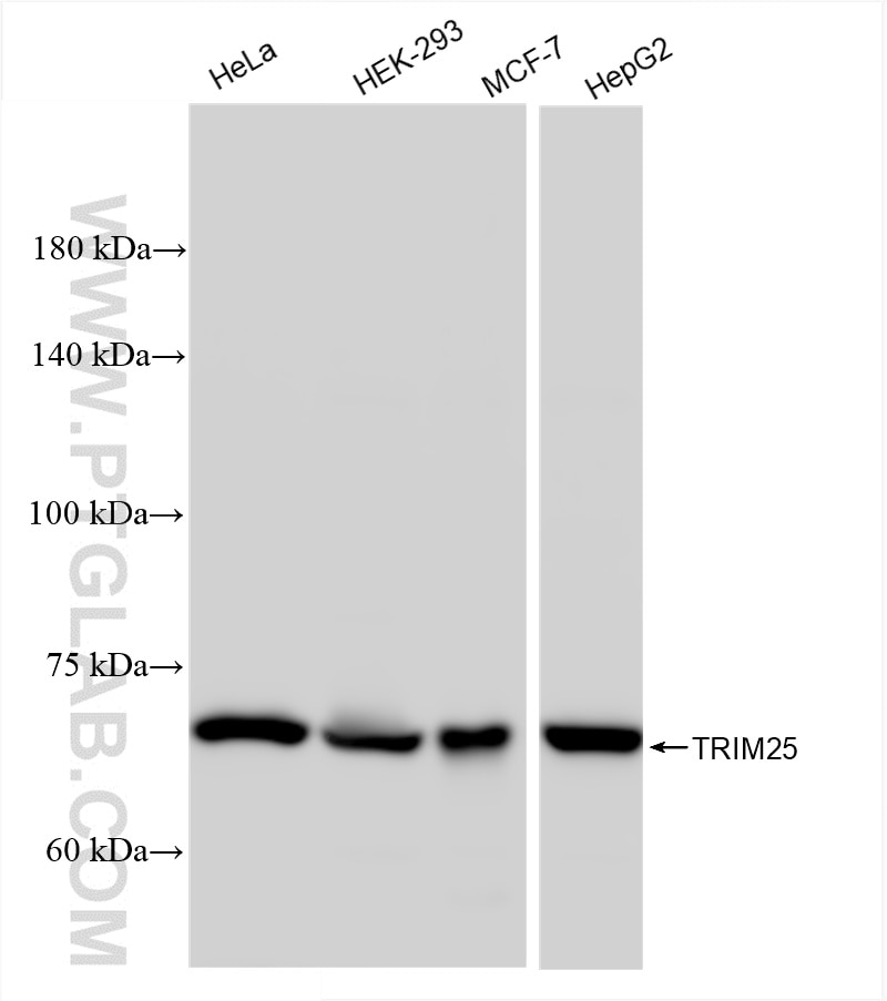 Western Blot (WB) analysis of various lysates using TRIM25 Recombinant antibody (85919-1-RR)