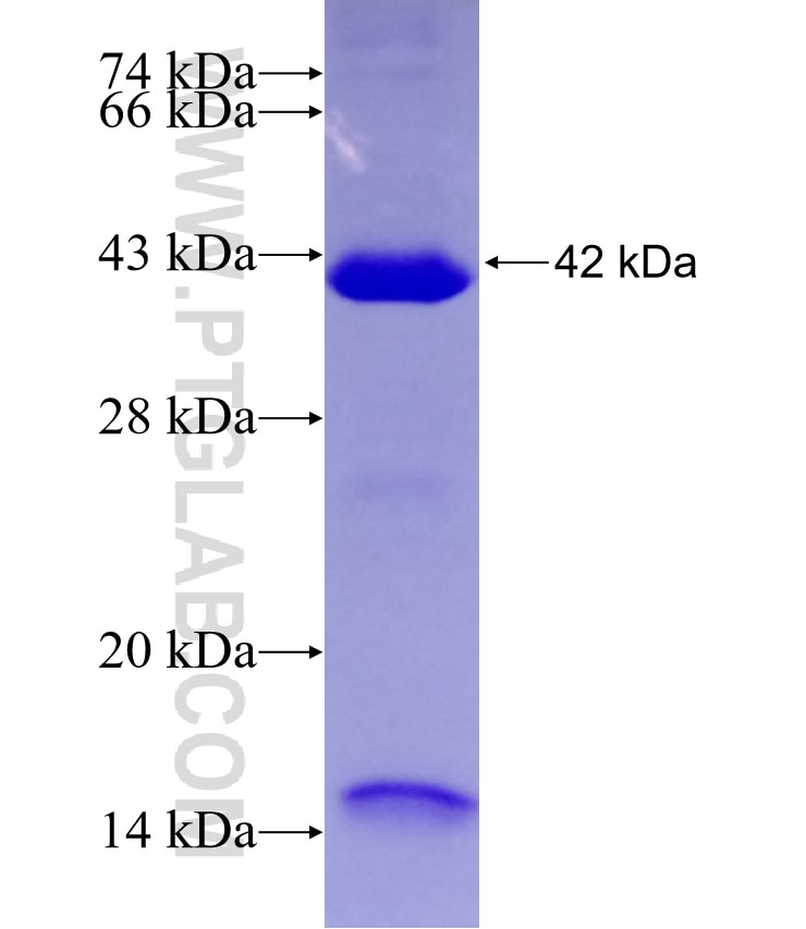 TRIM25 fusion protein Ag29325 SDS-PAGE