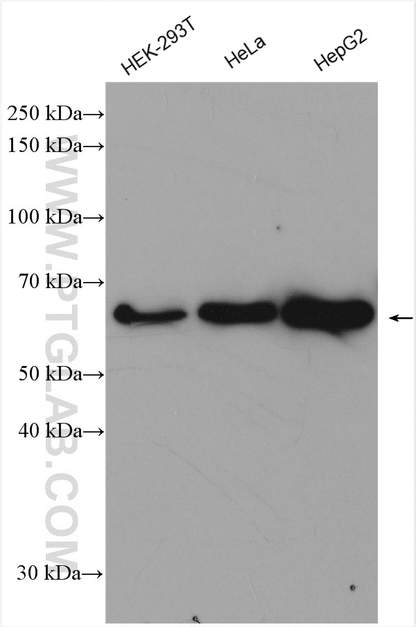 Western Blot (WB) analysis of various lysates using TRIM26 Polyclonal antibody (27013-1-AP)