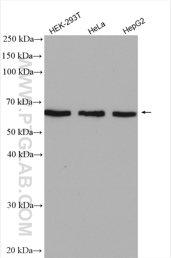 Western Blot (WB) analysis of various lysates using TRIM26 Polyclonal antibody (27013-1-AP)