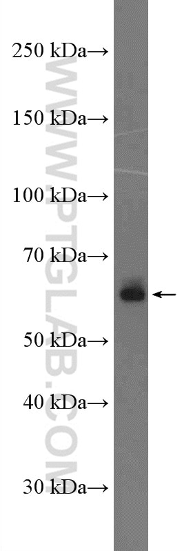 Western Blot (WB) analysis of RAW 264.7 cells using TRIM26 Polyclonal antibody (27013-1-AP)