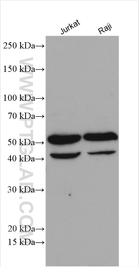Western Blot (WB) analysis of various lysates using TRIM27 Polyclonal antibody (12205-1-AP)