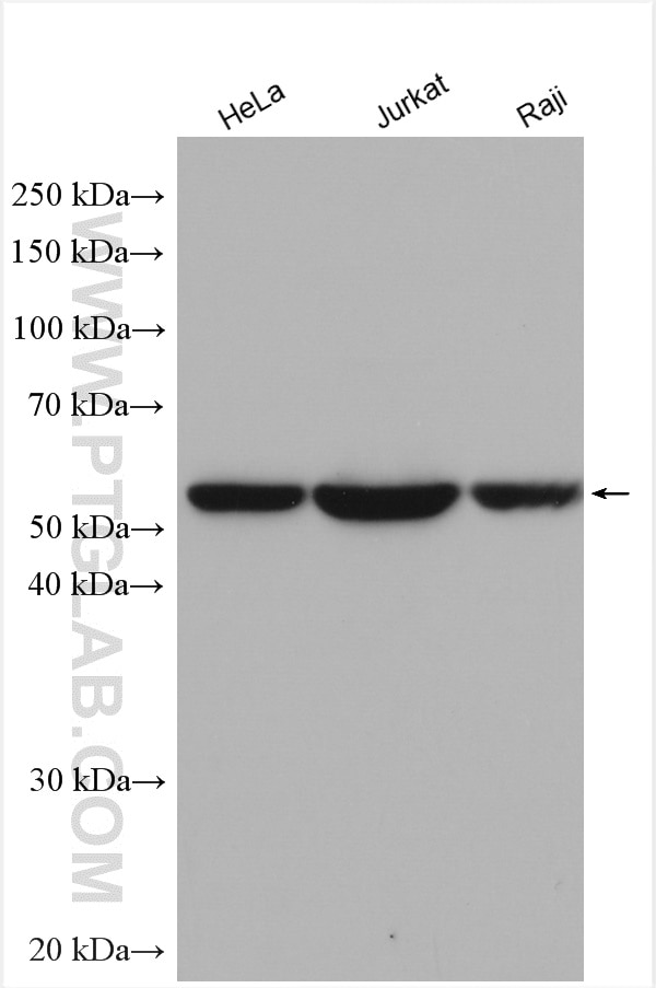 Western Blot (WB) analysis of various lysates using TRIM27 Polyclonal antibody (28751-1-AP)