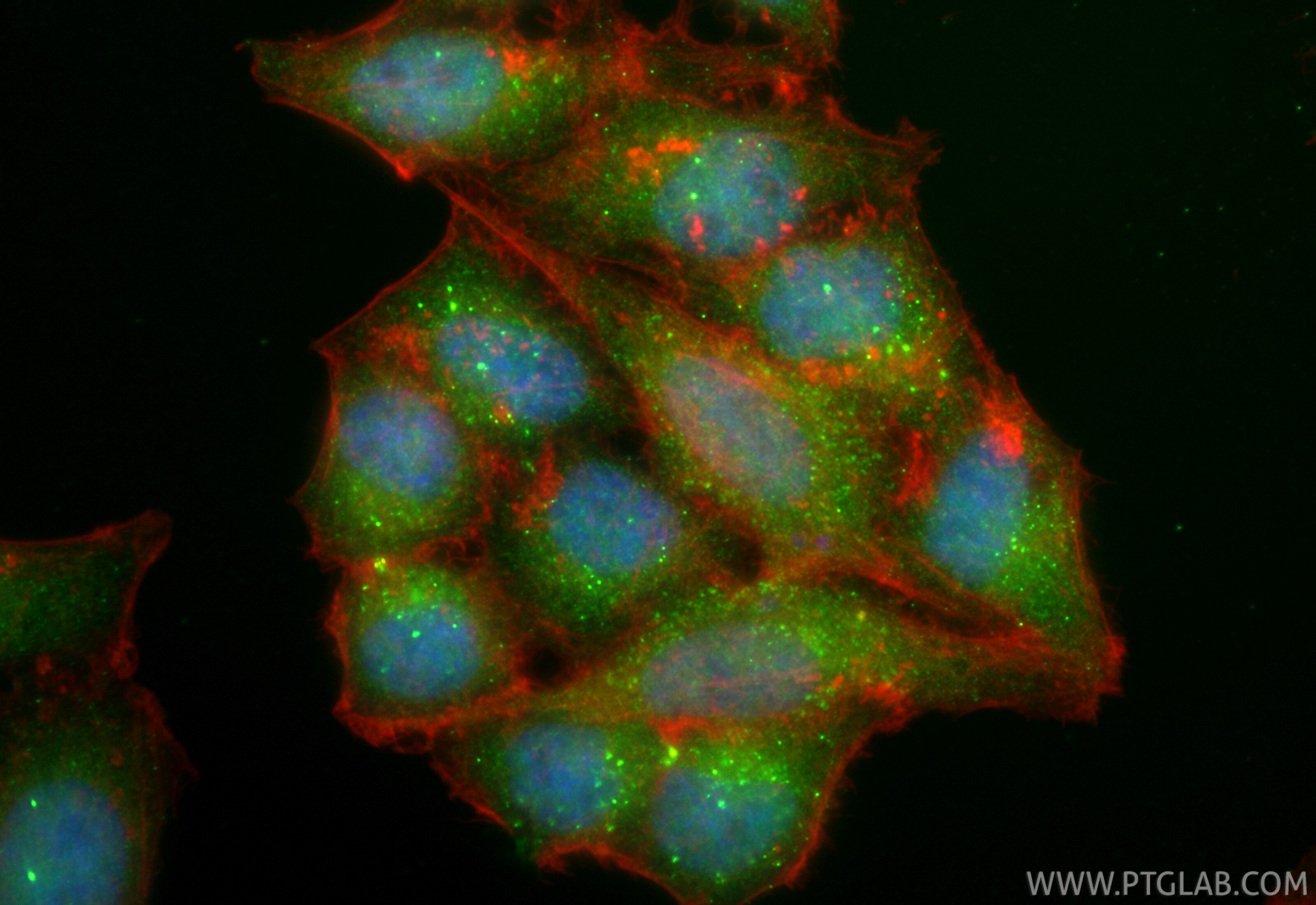 Immunofluorescence (IF) / fluorescent staining of HepG2 cells using CoraLite® Plus 488-conjugated TRIM27 Recombinant m (CL488-84927-6)