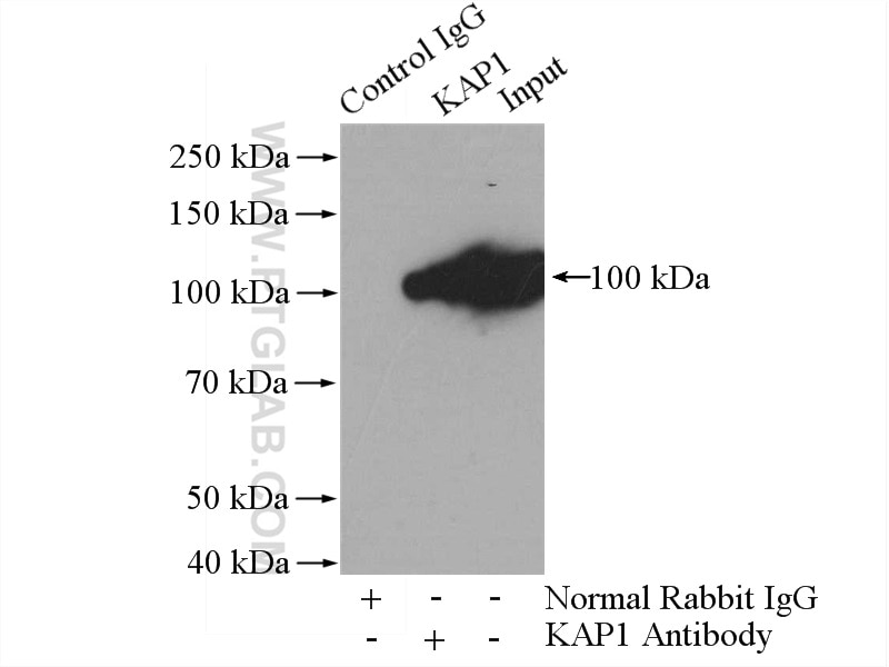 Immunoprecipitation (IP) experiment of HeLa cells using KAP1 Polyclonal antibody (15202-1-AP)