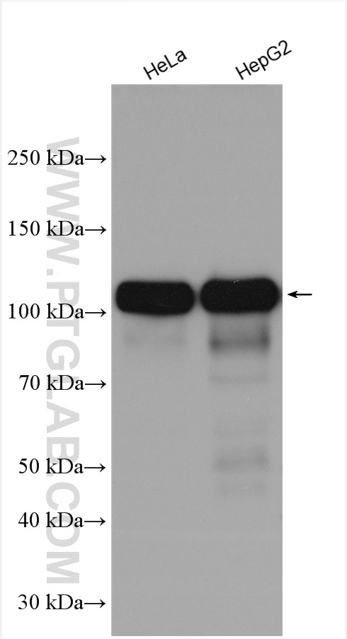 Western Blot (WB) analysis of various lysates using KAP1 Polyclonal antibody (15202-1-AP)