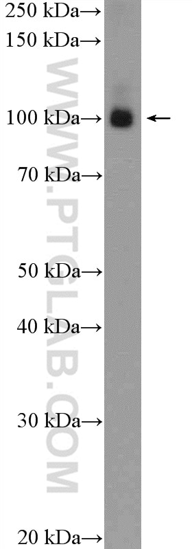 Western Blot (WB) analysis of mouse testis tissue using KAP1 Polyclonal antibody (15202-1-AP)
