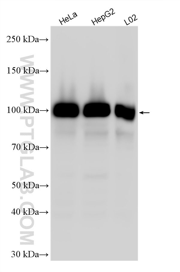 WB analysis using 15202-1-AP Western Blot (WB) analysis of various lysates using KAP1 Polyclonal antibody (15202-1-AP)