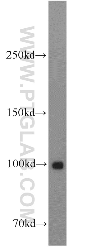 Western Blot (WB) analysis of HeLa cells using KAP1 Polyclonal antibody (15202-1-AP)
