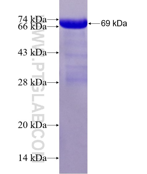 KAP1 fusion protein Ag7350 SDS-PAGE