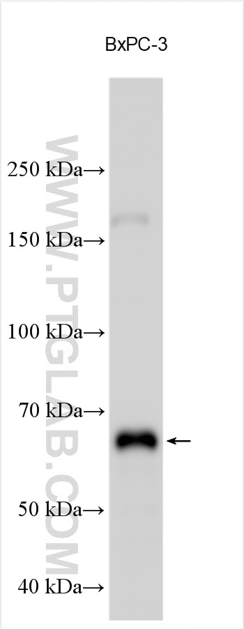 Western Blot (WB) analysis of various lysates using TRIM29 Polyclonal antibody (17542-1-AP)