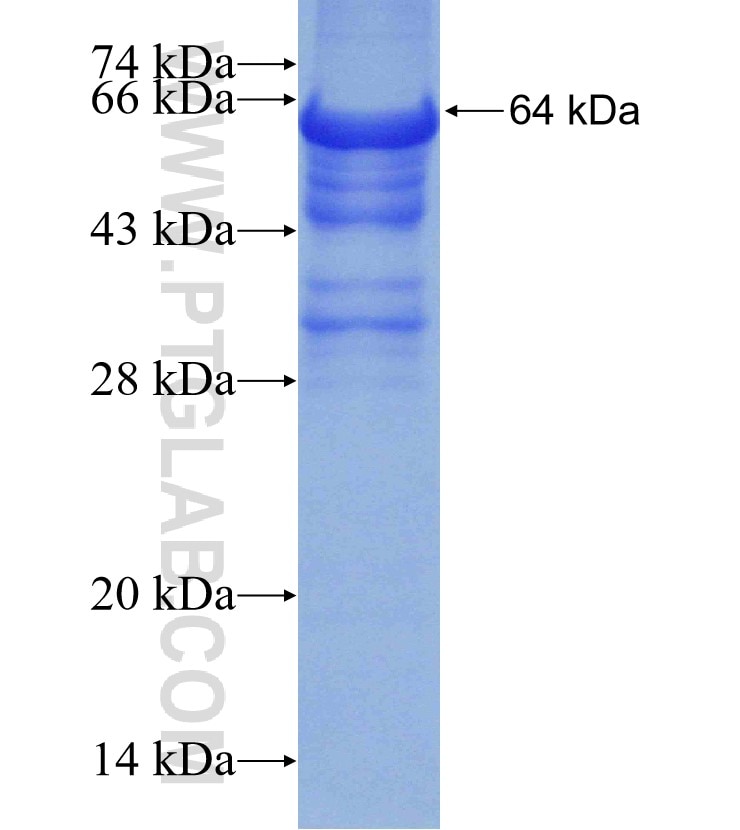TRIM29 fusion protein Ag11600 SDS-PAGE