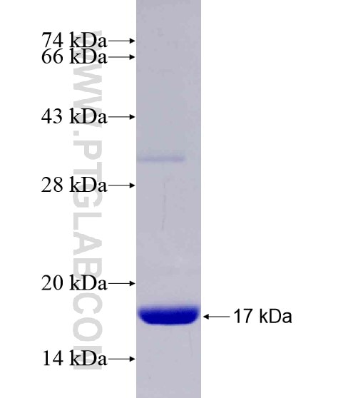 TRIM3 fusion protein Ag28902 SDS-PAGE