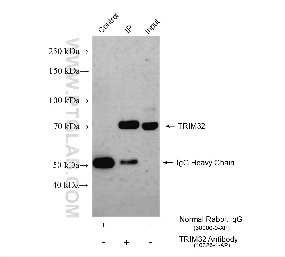 Immunoprecipitation (IP) experiment of U-251 cells using TRIM32 Polyclonal antibody (10326-1-AP)