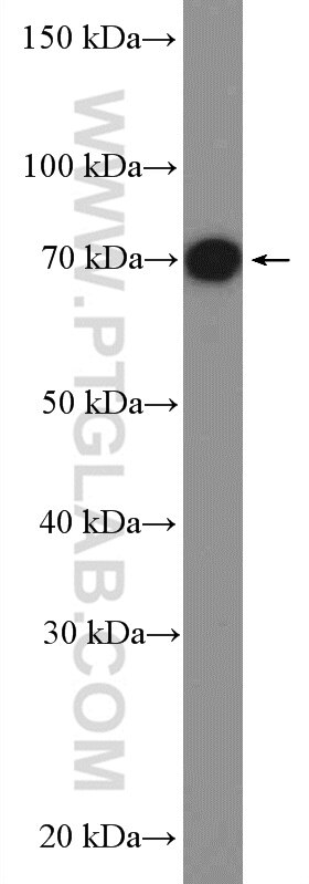 Western Blot (WB) analysis of NIH/3T3 cells using TRIM32 Polyclonal antibody (10326-1-AP)