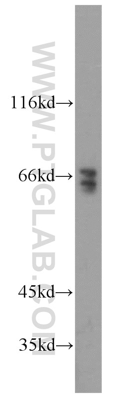 WB analysis of HEK-293 using 10326-1-AP