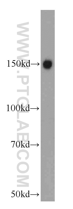 Western Blot (WB) analysis of PC-3 cells using TRIM33 Polyclonal antibody (55374-1-AP)