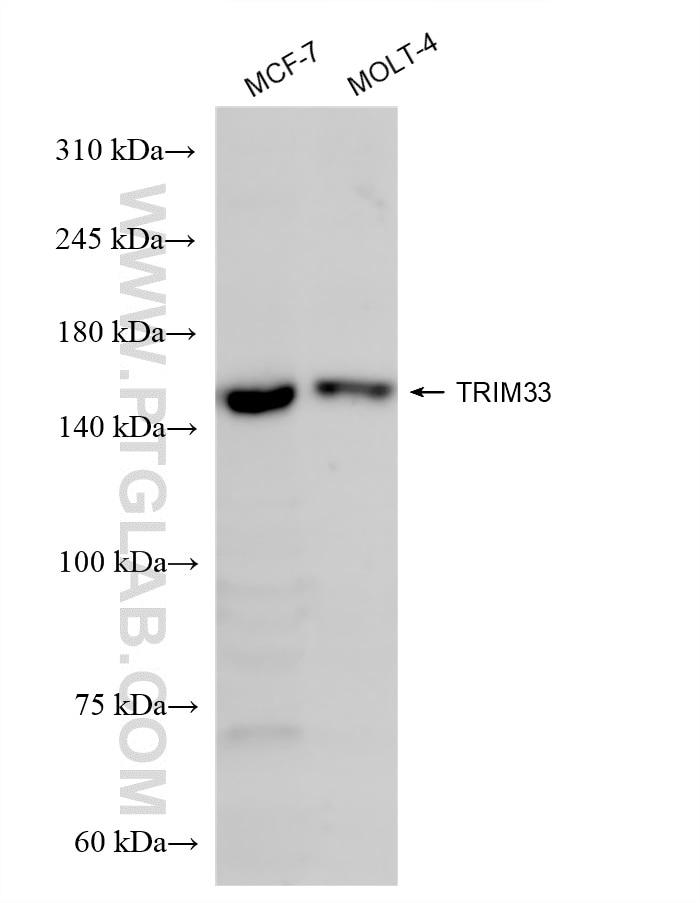 Western Blot (WB) analysis of various lysates using TRIM33 Recombinant antibody (85364-3-RR)